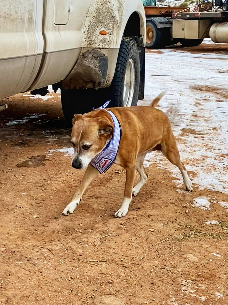 Dog Treats with FREE Bandana