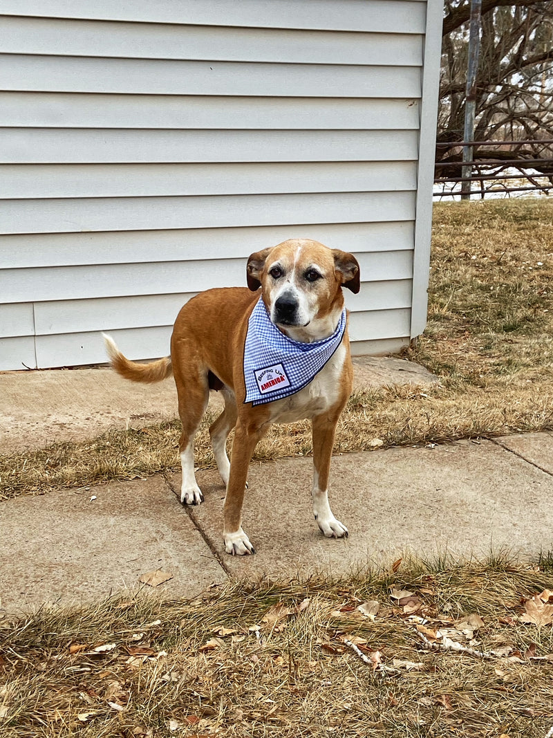 Dog Treats with FREE Bandana