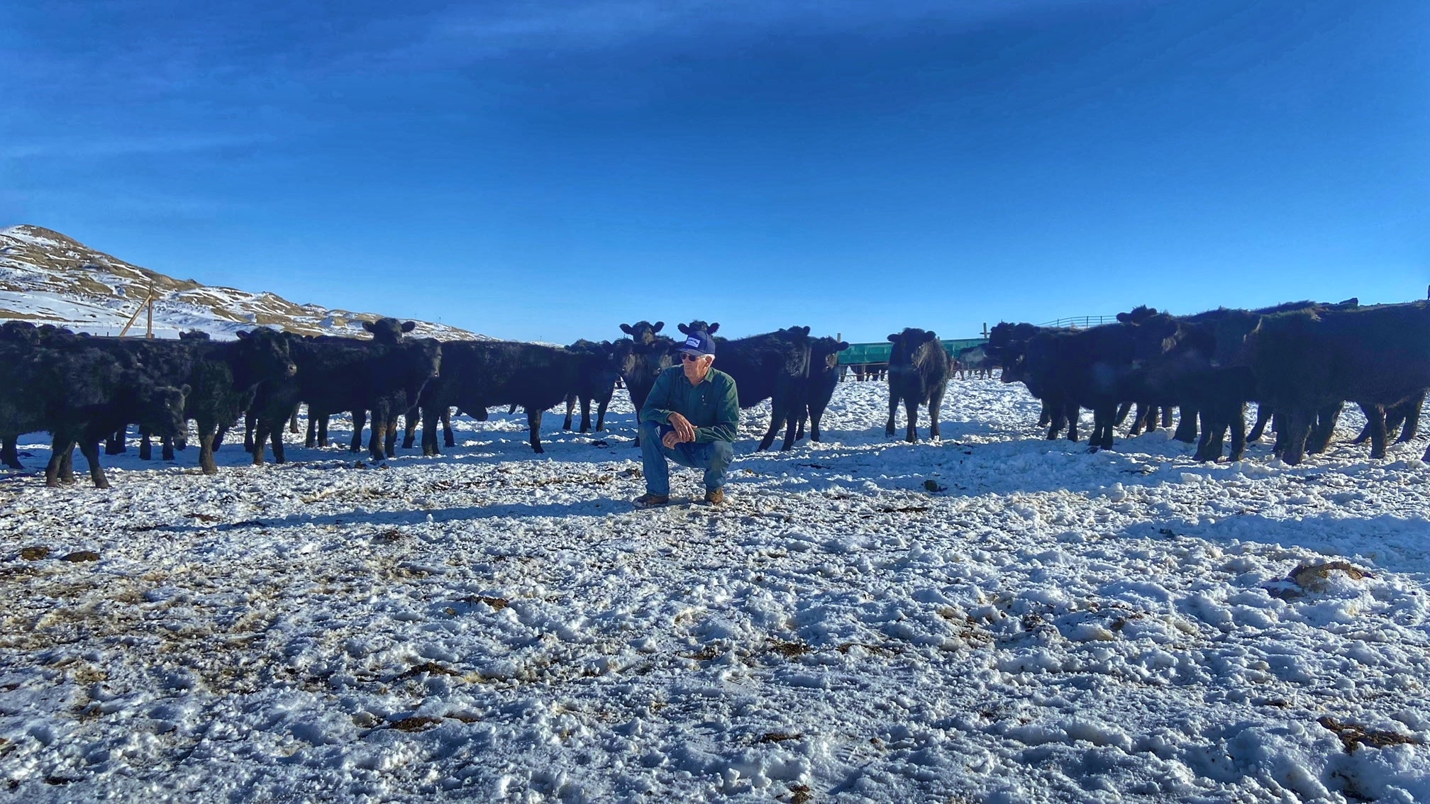 dHb Ranch Beef Winter Snow Cows