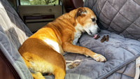 NEW dHb Ranch Dog Treats
