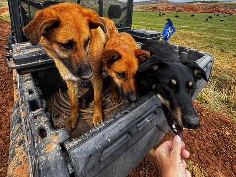 dHb Ranch Dog Treats